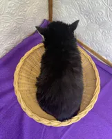 Luna, a female Siberian Husky for sale in Iowa, IA – Photo 6 of 6