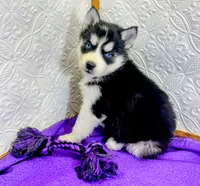 Luna, a female Siberian Husky for sale in Iowa, IA – Photo 5 of 6