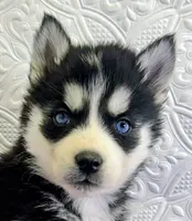 Luna, a female Siberian Husky for sale in Iowa, IA – Photo 1 of 6