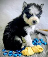 Tiny Tot, a male Siberian Husky for sale in Iowa, IA – Photo 1 of 5