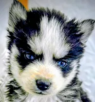 Tiny Tot, a male Siberian Husky for sale in Iowa, IA – Photo 4 of 5
