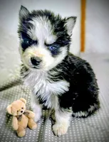 Tiny Tot, a male Siberian Husky for sale in Iowa, IA – Photo 5 of 5