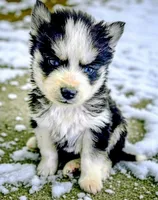 Tiny Tot, a male Siberian Husky for sale in Iowa, IA – Photo 2 of 5