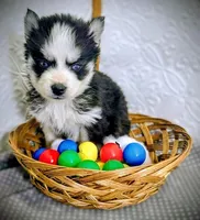 Tiny Tot, a male Siberian Husky for sale in Iowa, IA – Photo 3 of 5