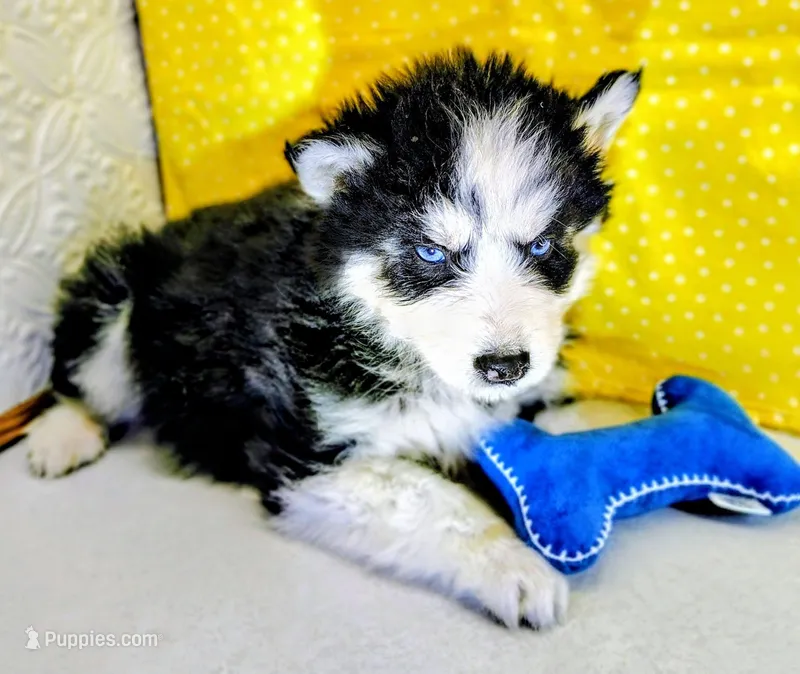 Jupiter  – Siberian Husky puppy for sale in Iowa, IA