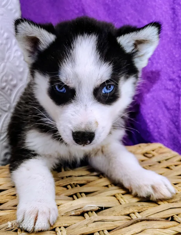 Saturn  – Siberian Husky puppy on hold in Iowa, IA