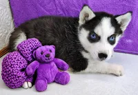 Saturn , a male Siberian Husky for sale in Iowa, IA – Photo 3 of 5