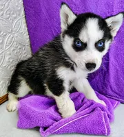 Saturn , a male Siberian Husky for sale in Iowa, IA – Photo 4 of 5