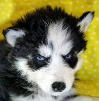 Jupiter , a male Siberian Husky for sale in Iowa, IA – Photo 5 of 5