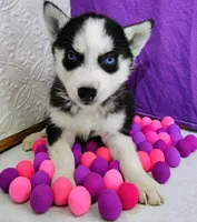 Saturn , a male Siberian Husky for sale in Iowa, IA – Photo 5 of 5