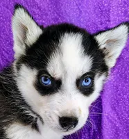 Saturn , a male Siberian Husky for sale in Iowa, IA – Photo 2 of 5