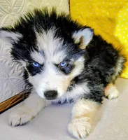 Jupiter , a male Siberian Husky for sale in Iowa, IA – Photo 2 of 5