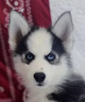 Stewy, a male Siberian Husky for sale in Iowa, IA – Photo 6 of 7