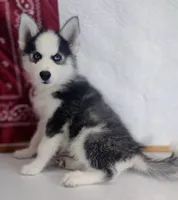 Stewy, a male Siberian Husky for sale in Iowa, IA – Photo 3 of 7