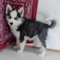 Stewy, a male Siberian Husky for sale in Iowa, IA – Photo 2 of 7