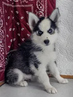 Stewy, a male Siberian Husky for sale in Iowa, IA – Photo 1 of 7