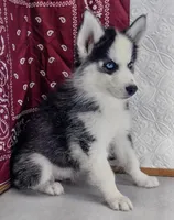 Stewy, a male Siberian Husky for sale in Iowa, IA – Photo 5 of 7