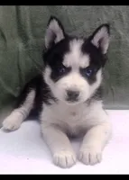 Koda, a male Siberian Husky for sale in Iowa, IA – Photo 1 of 5