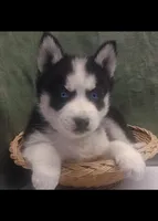 Koda, a male Siberian Husky for sale in Iowa, IA – Photo 3 of 5