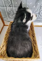 Tobias, a male Siberian Husky for sale in Iowa, IA – Photo 3 of 5