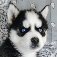 Tobias, a male Siberian Husky for sale in Iowa, IA – Photo 4 of 5