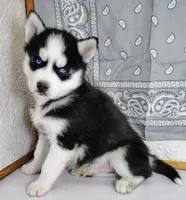 Tobias, a male Siberian Husky for sale in Iowa, IA – Photo 2 of 5