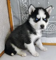 Tobias, a male Siberian Husky for sale in Iowa, IA – Photo 1 of 5