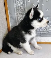 Tobias, a male Siberian Husky for sale in Iowa, IA – Photo 5 of 5