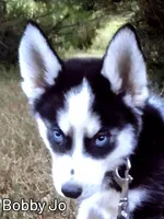 Bobby Jo, a male Siberian Husky for sale in Iowa, IA – Photo 3 of 3