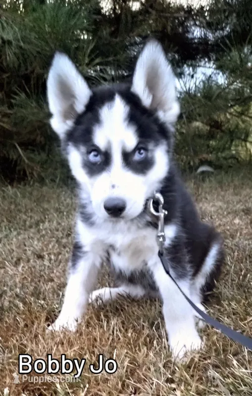 Bobby Jo, a male Siberian Husky for sale in Iowa, IA – Photo 1 of 3
