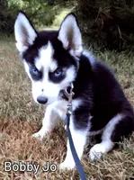 Bobby Jo, a male Siberian Husky for sale in Iowa, IA – Photo 2 of 3