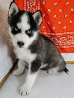 Kazoo, a male Siberian Husky for sale in Iowa, IA – Photo 1 of 4