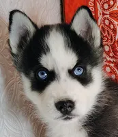 Kazoo, a male Siberian Husky for sale in Iowa, IA – Photo 2 of 4