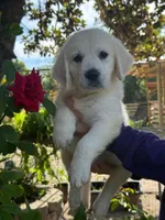 Linda, a female English Cream Golden Retriever for sale in Ocala, FL – 2 of 3