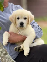 Linda, a female English Cream Golden Retriever for sale in Ocala, FL – 1 of 1