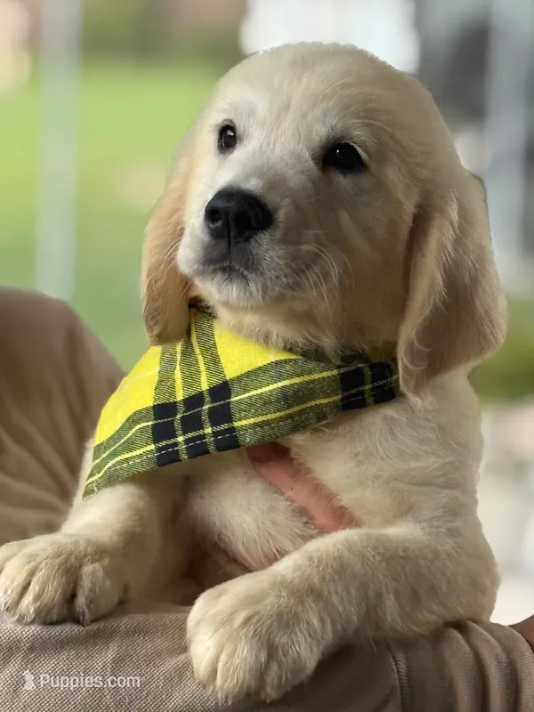 Bruno – English Cream Golden Retriever puppy for sale in Ocala, FL