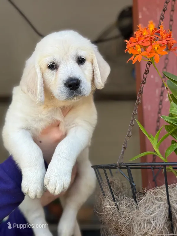 Bella – English Cream Golden Retriever puppy for sale in Ocala, FL