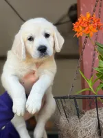 Bella, a female English Cream Golden Retriever for sale in Ocala, FL – 1 of 1