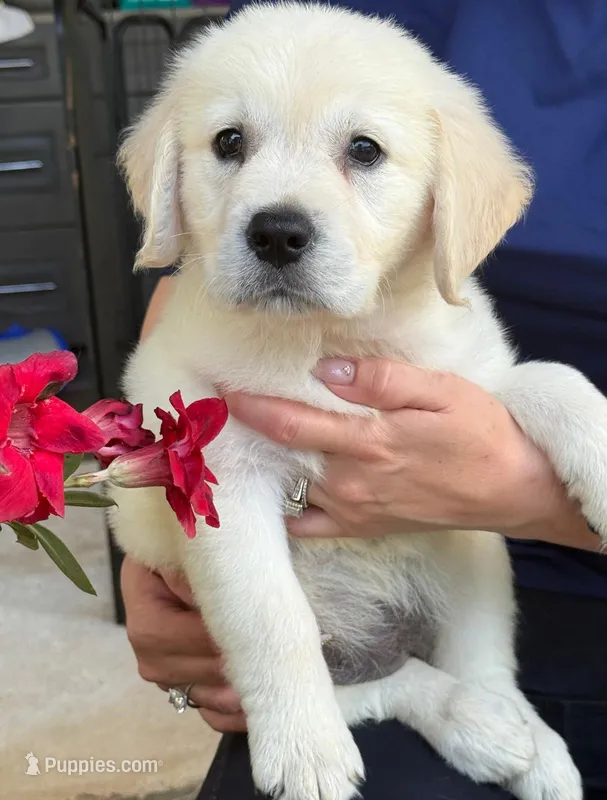 Linda – English Cream Golden Retriever puppy for sale in Ocala, FL