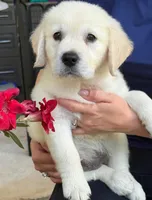 Linda, a female English Cream Golden Retriever for sale in Ocala, FL – 1 of 3