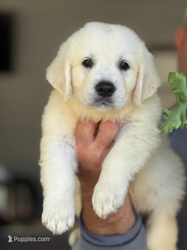 Max – English Cream Golden Retriever puppy for sale in Ocala, FL