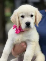 Bella, a female English Cream Golden Retriever for sale in Ocala, FL – 1 of 1