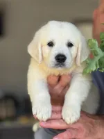 Max, a male English Cream Golden Retriever for sale in Ocala, FL – 2 of 2