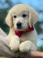 Max, a male English Cream Golden Retriever for sale in Ocala, FL – 1 of 1