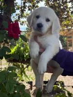 Linda, a female English Cream Golden Retriever for sale in Ocala, FL – 3 of 3