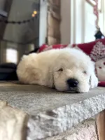 Durango, a male Komondor for sale in Paris, KY – Photo 1 of 2