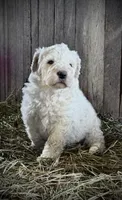 Durango, a male Komondor for sale in Paris, KY – Photo 2 of 2