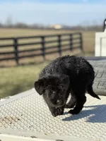Coco, a female Labrador Retriever for sale in Paris, KY – Photo 1 of 2