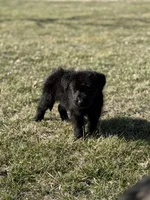 Coco, a female Labrador Retriever for sale in Paris, KY – Photo 2 of 2
