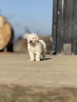 Shasta, a female Komondor for sale in Paris, KY – Photo 3 of 3